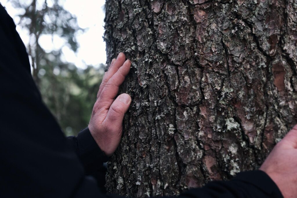 Hand berührt Baumrinde im Wald
