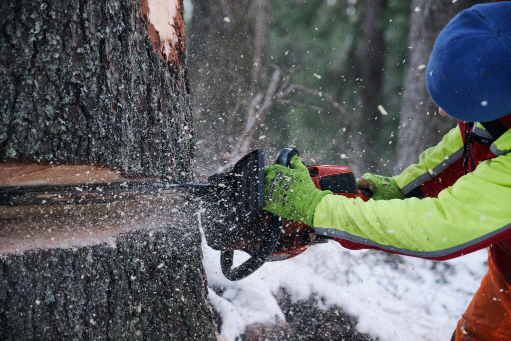 Person fällt Baum mit Kettensäge im Wald