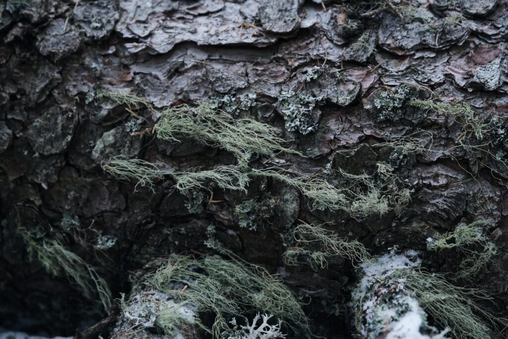 Detail einer Baumrinde mit Moos und Flechtenbewuchs