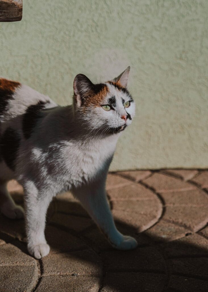 Getigerte Katze im Sonnenlicht auf Steinboden