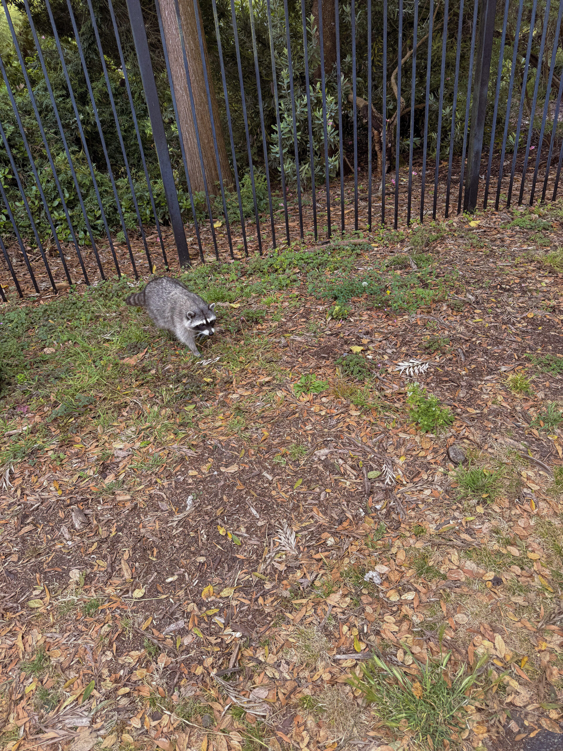 Waschbär im grünen Park neben einem Metallzaun